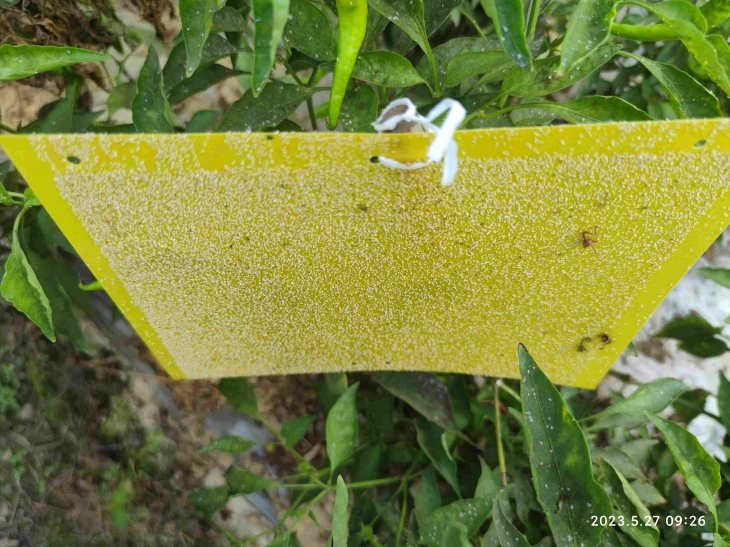 Whitefly 미끼 Trialeurodes Vaporariorum 곤충 페로몬 트랩