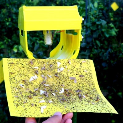 끈끈한 함정을 가진 태양 곤충 빛 함정